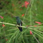 Steely-Vented Hummingbird