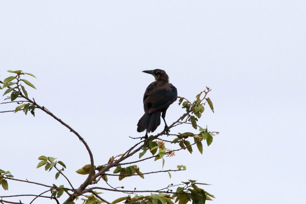 Great-tailed Grackle female